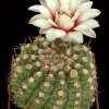 Gymnocalycium_parvulum